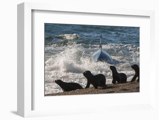 Orca (Orcinus Orca) Hunting Sea Lion Pups, Peninsula Valdez, Patagonia Argentina-Gabriel Rojo-Framed Photographic Print