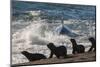 Orca (Orcinus Orca) Hunting Sea Lion Pups, Peninsula Valdez, Patagonia Argentina-Gabriel Rojo-Mounted Photographic Print