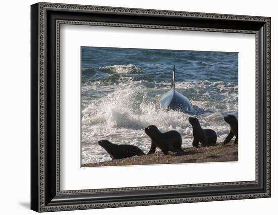 Orca (Orcinus Orca) Hunting Sea Lion Pups, Peninsula Valdez, Patagonia Argentina-Gabriel Rojo-Framed Photographic Print