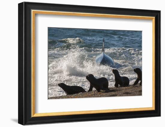 Orca (Orcinus Orca) Hunting Sea Lion Pups, Peninsula Valdez, Patagonia Argentina-Gabriel Rojo-Framed Photographic Print