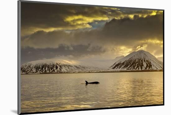 Orca (Orcinus Orca) Swimming in Sea Surrounded by Mountains at Sunset, Iceland, January-Ben Hall-Mounted Photographic Print