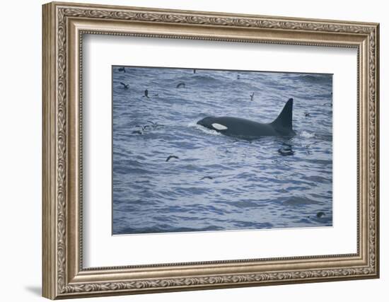 Orca Whale and Sea Birds-DLILLC-Framed Photographic Print