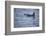 Orca Whale and Sea Birds-DLILLC-Framed Photographic Print