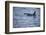 Orca Whale and Sea Birds-DLILLC-Framed Photographic Print