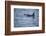 Orca Whale and Sea Birds-DLILLC-Framed Photographic Print