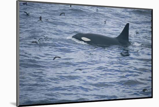 Orca Whale and Sea Birds-DLILLC-Mounted Photographic Print