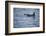 Orca Whale and Sea Birds-DLILLC-Framed Photographic Print