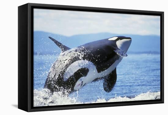 Orca Whale Breaching-null-Framed Premier Image Canvas