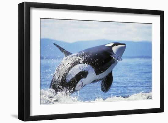 Orca Whale Breaching-null-Framed Photographic Print