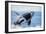 Orca Whale Breaching-null-Framed Photographic Print