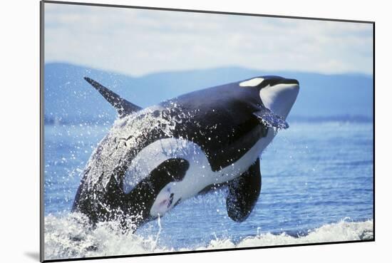 Orca Whale Breaching-null-Mounted Photographic Print