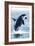 Orca Whale Jumping-Lantern Press-Framed Art Print