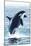 Orca Whale Jumping-Lantern Press-Mounted Art Print