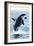 Orca Whale Jumping-Lantern Press-Framed Art Print