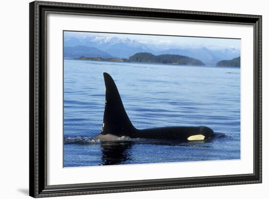 Orca Whale Male-null-Framed Photographic Print