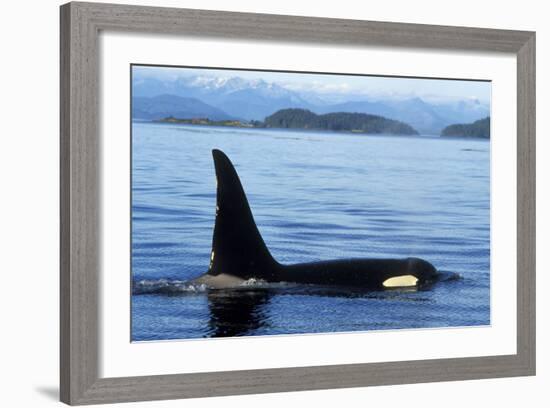 Orca Whale Male-null-Framed Photographic Print