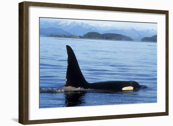 Orca Whale Male-null-Framed Photographic Print