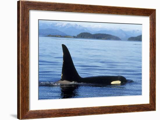 Orca Whale Male-null-Framed Photographic Print