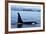 Orca Whale Male-null-Framed Photographic Print