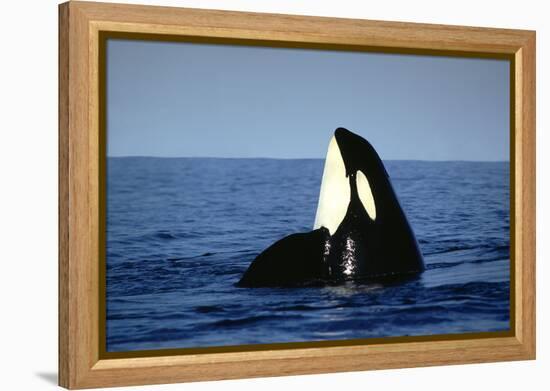 Orca Whale Spy Hopping-null-Framed Premier Image Canvas