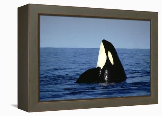 Orca Whale Spy Hopping-null-Framed Premier Image Canvas