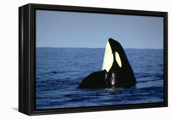 Orca Whale Spy Hopping-null-Framed Premier Image Canvas