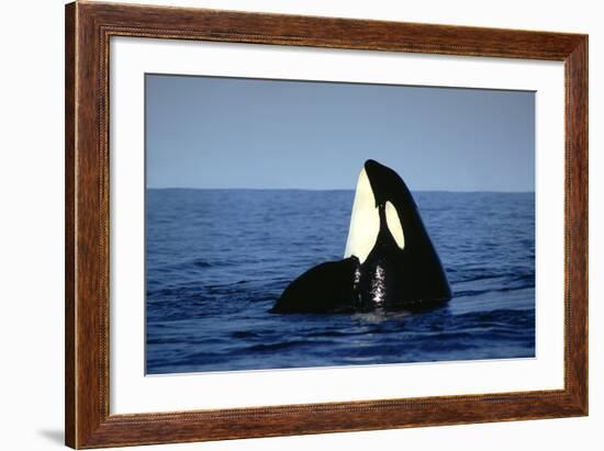 Orca Whale Spy Hopping-null-Framed Photographic Print