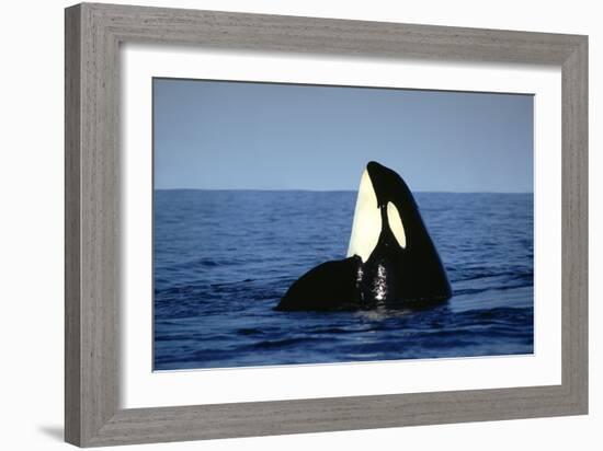 Orca Whale Spy Hopping-null-Framed Photographic Print