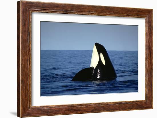 Orca Whale Spy Hopping-null-Framed Photographic Print