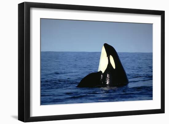 Orca Whale Spy Hopping-null-Framed Photographic Print