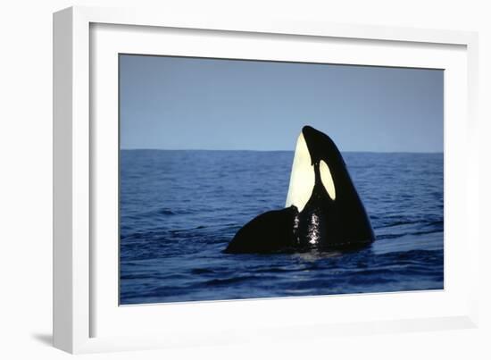 Orca Whale Spy Hopping-null-Framed Photographic Print