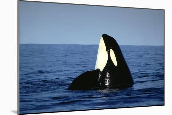Orca Whale Spy Hopping-null-Mounted Photographic Print
