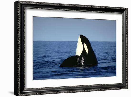 Orca Whale Spy Hopping-null-Framed Photographic Print