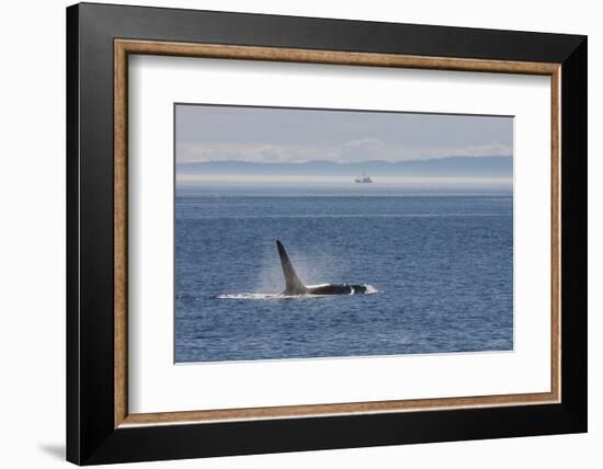 Orca whale surfacing.-Ken Archer-Framed Photographic Print