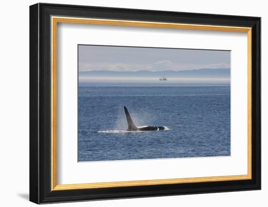Orca whale surfacing.-Ken Archer-Framed Photographic Print