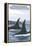 Orca Whales No.1, Orcas Island, Washington-Lantern Press-Framed Stretched Canvas