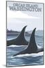 Orca Whales No.1, Orcas Island, Washington-Lantern Press-Mounted Art Print