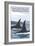 Orca Whales No.1, San Juan Island, Washington-Lantern Press-Framed Premium Giclee Print