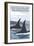 Orca Whales No.1, San Juan Island, Washington-Lantern Press-Framed Art Print