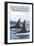 Orca Whales No.1, San Juan Island, Washington-Lantern Press-Framed Art Print