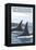 Orca Whales No.1, San Juan Island, Washington-Lantern Press-Framed Stretched Canvas