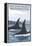 Orca Whales No.1, San Juan Island, Washington-Lantern Press-Framed Stretched Canvas