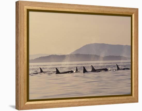 Orca Whales Surfacing in the San Juan Islands, Washington, USA-Stuart Westmoreland-Framed Premier Image Canvas