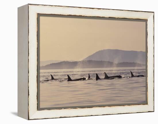 Orca Whales Surfacing in the San Juan Islands, Washington, USA-Stuart Westmoreland-Framed Premier Image Canvas