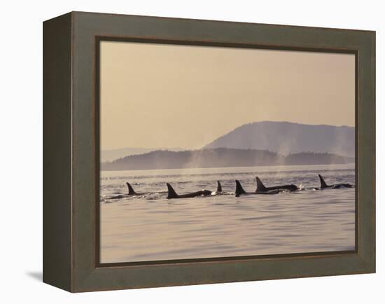 Orca Whales Surfacing in the San Juan Islands, Washington, USA-Stuart Westmoreland-Framed Premier Image Canvas