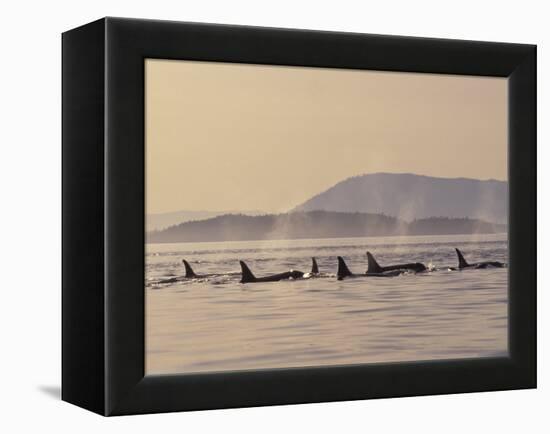 Orca Whales Surfacing in the San Juan Islands, Washington, USA-Stuart Westmoreland-Framed Premier Image Canvas