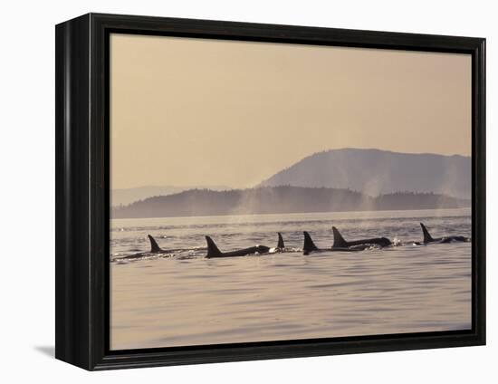 Orca Whales Surfacing in the San Juan Islands, Washington, USA-Stuart Westmoreland-Framed Premier Image Canvas