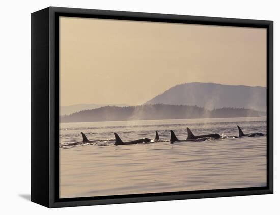 Orca Whales Surfacing in the San Juan Islands, Washington, USA-Stuart Westmoreland-Framed Premier Image Canvas