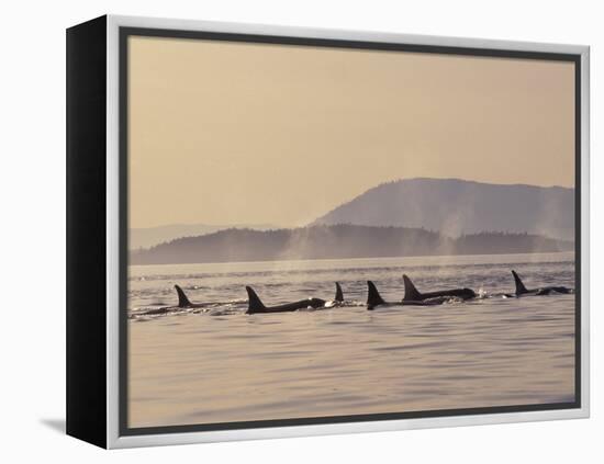 Orca Whales Surfacing in the San Juan Islands, Washington, USA-Stuart Westmoreland-Framed Premier Image Canvas