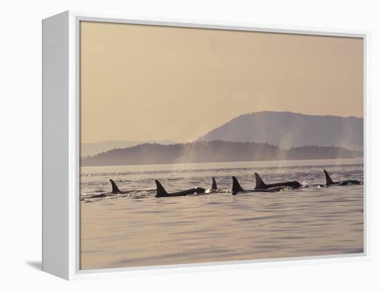 Orca Whales Surfacing in the San Juan Islands, Washington, USA-Stuart Westmoreland-Framed Premier Image Canvas